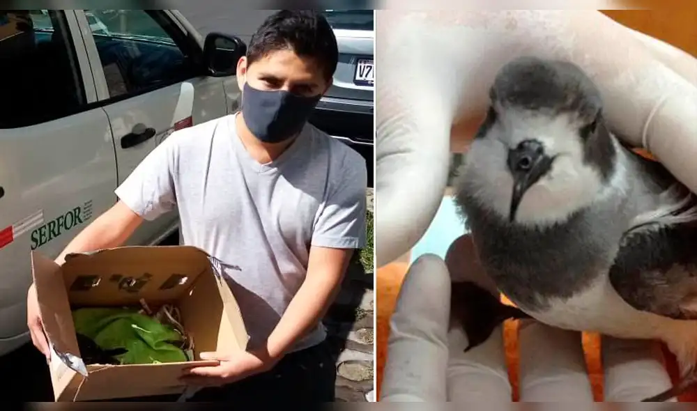 Aves se perdieron parques, techos y otros lugares abiertos en Arequipa. Aves se perdieron parques, techos y otros lugares abiertos en Arequipa.