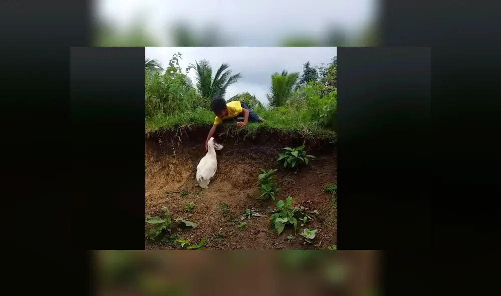 Pato se convierte en el ‘héroe’ de las redes sociales tras asistir a un niño [VIDEO]
