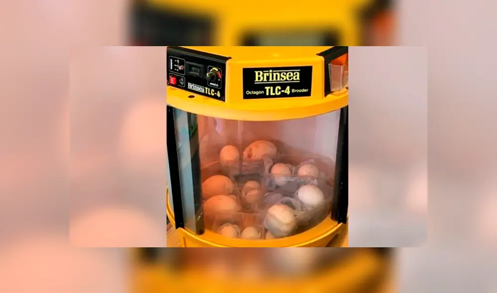 En estas condiciones eran mantenidos los huevos. En estas condiciones eran mantenidos los huevos.