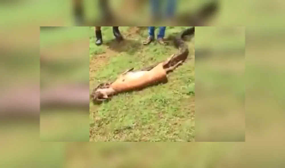 Miles en YouTube quedaron impresionados, luego de ver este viral protagonizado por una hambrienta serpiente; sin embargo, el video oculta un secreto que pocos notaron. Foto: Captura. Miles en YouTube quedaron impresionados, luego de ver este viral protagonizado por una hambrienta serpiente; sin embargo, el video oculta un secreto que pocos notaron. Foto: Captura.