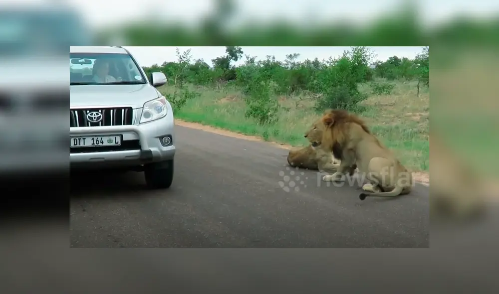 En YouTube se viralizó la reacción de león con turista que hacían safari.