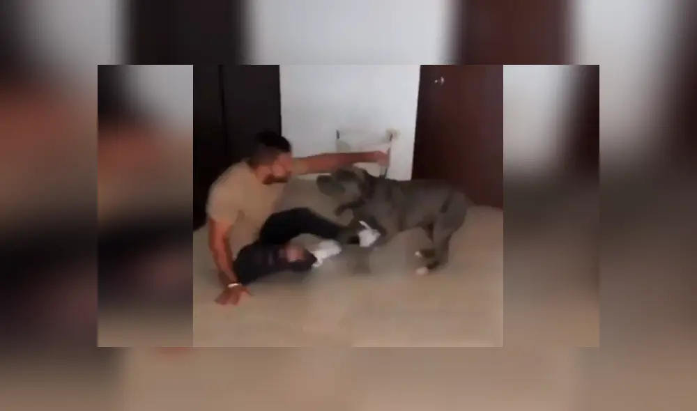 Desliza las imágenes hacia la izquierda para apreciar el preciso momento en que un perro vuelve a ver a su dueño. Foto: Captura. Desliza las imágenes hacia la izquierda para apreciar el preciso momento en que un perro vuelve a ver a su dueño. Foto: Captura.