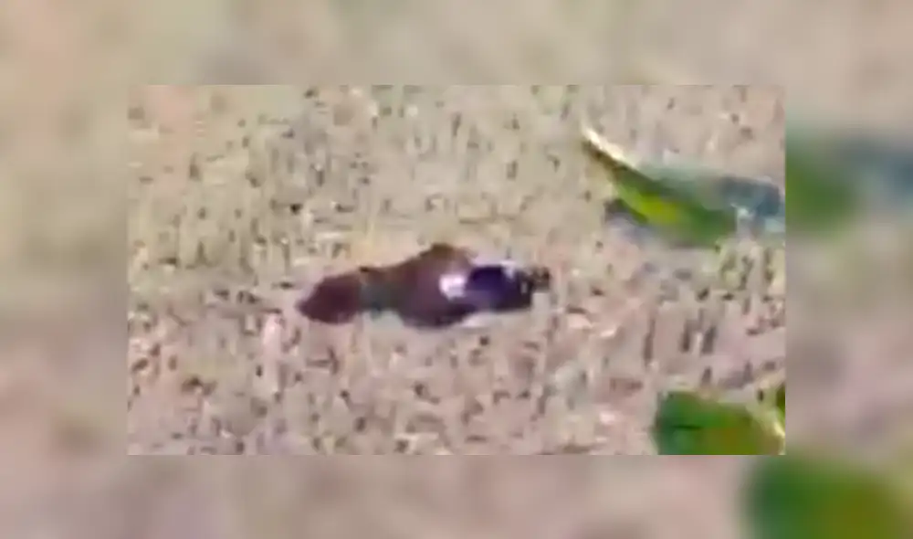 Desliza para ver los momentos más aterradores del video que se hizo viral en Facebook. Desliza para ver los momentos más aterradores del video que se hizo viral en Facebook.