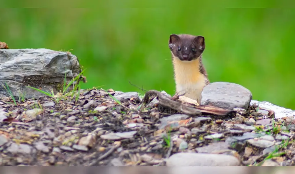Comadreja. Foto: Sernanp-Hermetson Cano. Comadreja. Foto: Sernanp-Hermetson Cano.