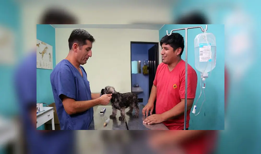 Brindan atención gratuita a mascotas de lunes a viernes [FOTOS]