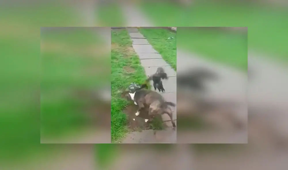 Vía Facebook: pelea de gallos provoca esta reacción en un perro pitbull [VIDEO]