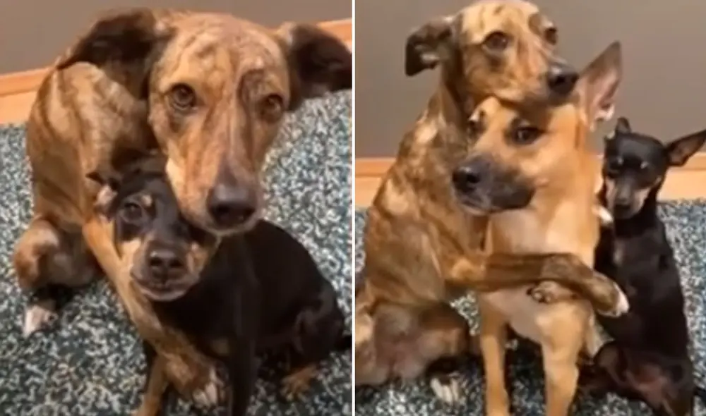 Desliza hacia la izquierda para ver más fotos de estos 'mejores amigos' que se roban las miradas con sus poses. Foto: captura de Facebook Desliza hacia la izquierda para ver más fotos de estos 'mejores amigos' que se roban las miradas con sus poses. Foto: captura de Facebook