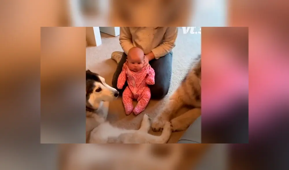 A través de Facebook se hizo viral el tierno momento en que un par de perros conocen a un bebé recién nacido.