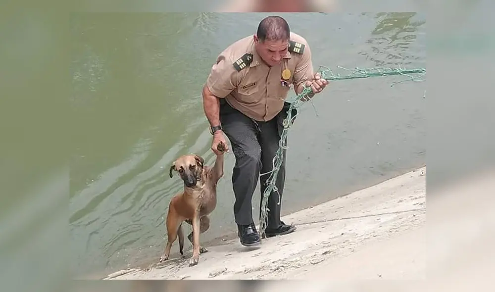 Piura: policías rescatan a perro que cayó al canal Biaggio Arbulú Piura: policías rescatan a perro que cayó al canal Biaggio Arbulú