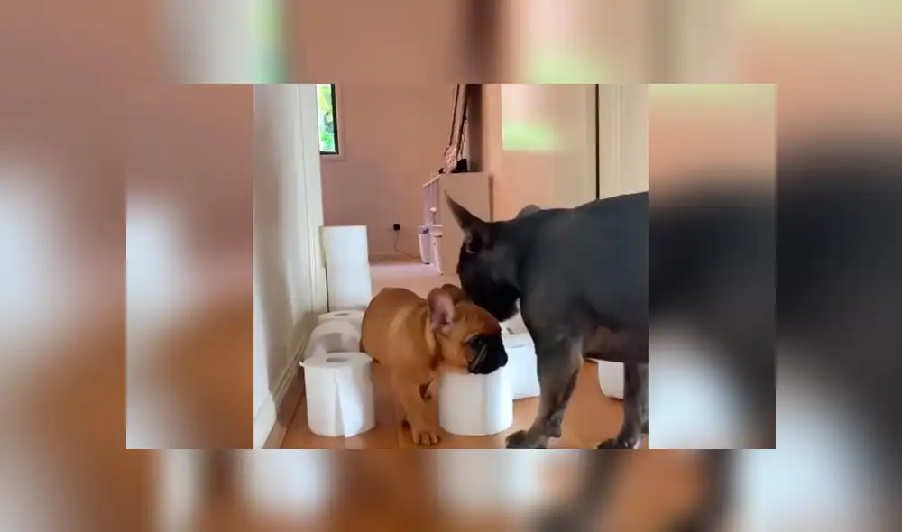 Desliza las imágenes hacia la izquierda para saber cuál de los perros resultó ganador del singular enfrentamiento. Foto: Captura.