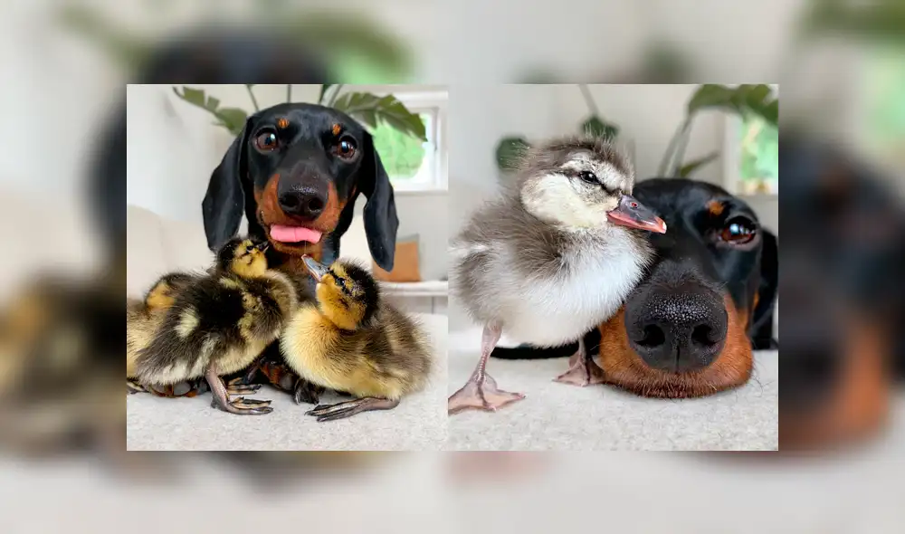 Desliza a la izquierda para conocer a esta peluda influencer. Desliza a la izquierda para conocer a esta peluda influencer.