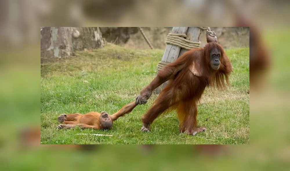 Bebé orangután tiene un berrinche y la reacción de su madre se vuelve viral [FOTOS]