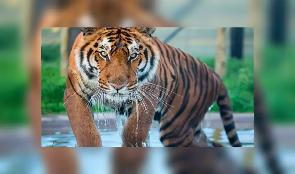 Operación Libertad: rescatan 17 felinos de un circo y los trasladan a reserva natural en Sudáfrica [VIDEO] 