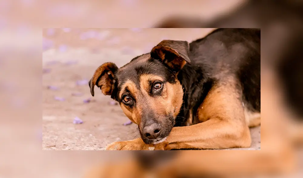 El agresor fue captado en pleno acto por un transeúnte que compartió las imágenes en Internet. (Foto: referencial)