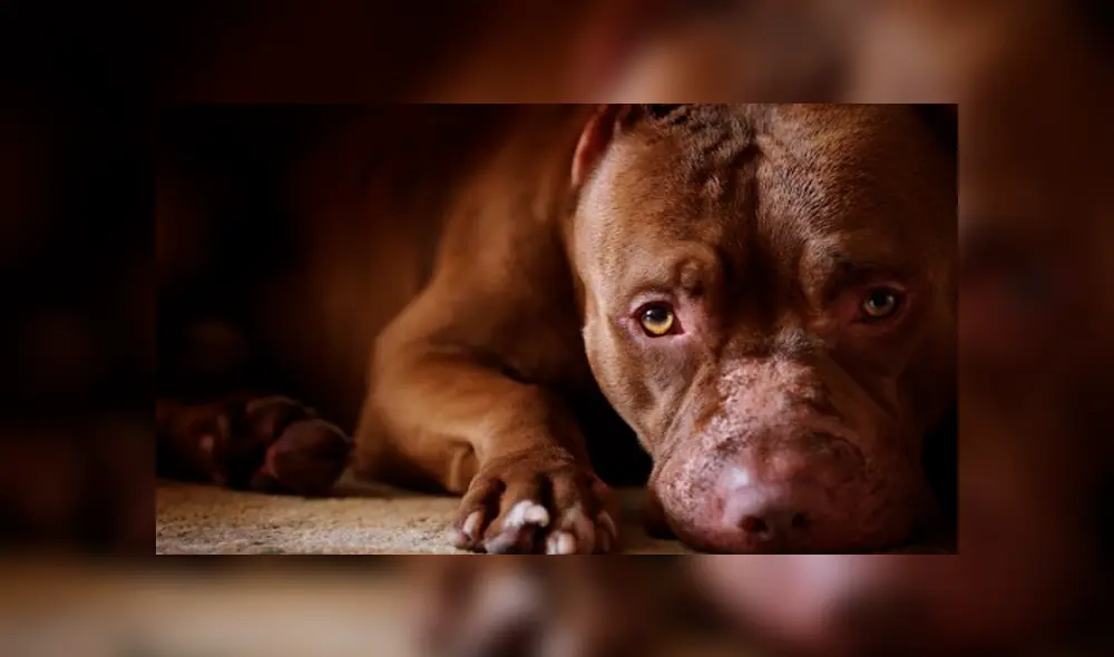 El agresor del animal se encuentra detenido y podría ir a prisión. El agresor del animal se encuentra detenido y podría ir a prisión.