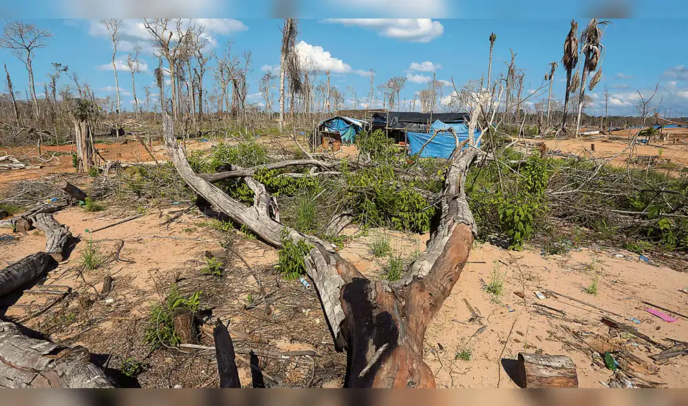 En 16 años el Perú perdió casi 2 mllns de hectáreas de bosques