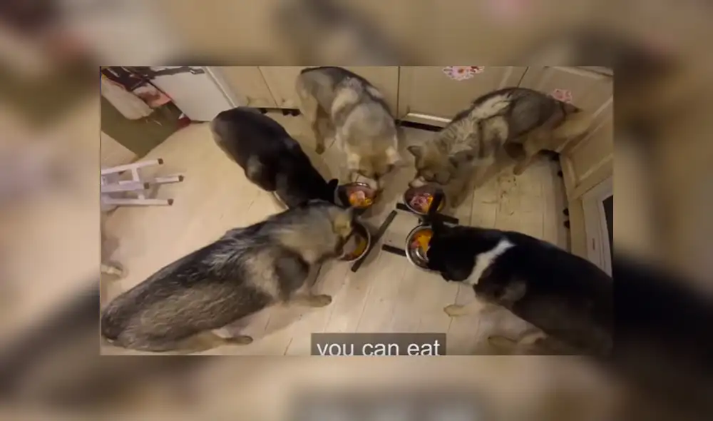 Video es viral en YouTube. Grupo de perros, de raza husky siberiano, ha cautivado a miles de usuarios con su singular comportamiento antes de empezar a comer Video es viral en YouTube. Grupo de perros, de raza husky siberiano, ha cautivado a miles de usuarios con su singular comportamiento antes de empezar a comer