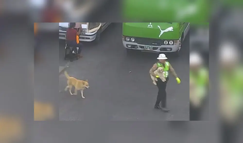 Desliza para ver cómo este policía peruano abandona su puesto para ayudar a cruzar esta peligrosa pista a dos perritos callejeros. Foto: Captura. Desliza para ver cómo este policía peruano abandona su puesto para ayudar a cruzar esta peligrosa pista a dos perritos callejeros. Foto: Captura.
