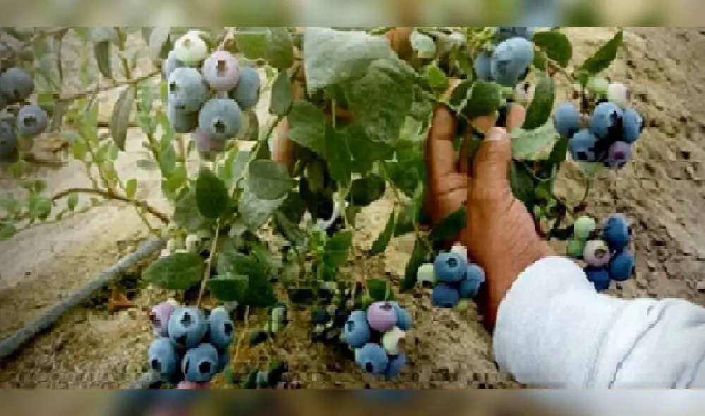 Incrementa producción de arándanos en Áncash. Incrementa producción de arándanos en Áncash.
