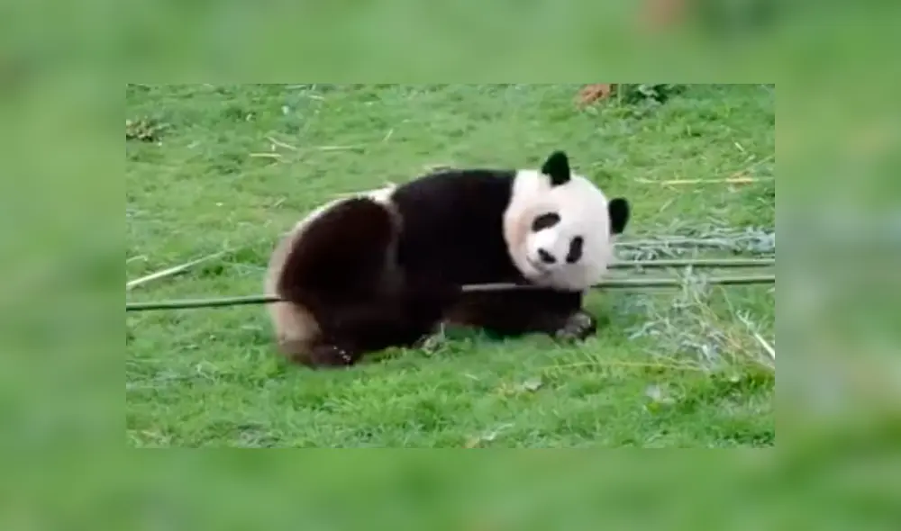 En Facebook, los usuarios compararon a un oso panda con el personaje de la famosa cinta animada.