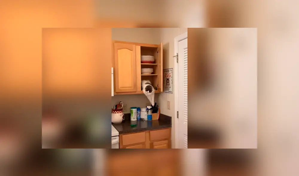 Desliza las imágenes para observa la travesura que cometió un gato durante la ausencia de su dueña. Foto: Captura. Desliza las imágenes para observa la travesura que cometió un gato durante la ausencia de su dueña. Foto: Captura.