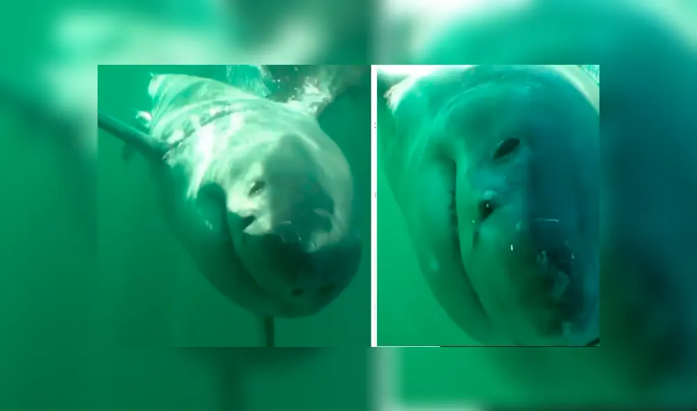 Cámara registra el momento en que aparece enfurecido tiburón. Cámara registra el momento en que aparece enfurecido tiburón.