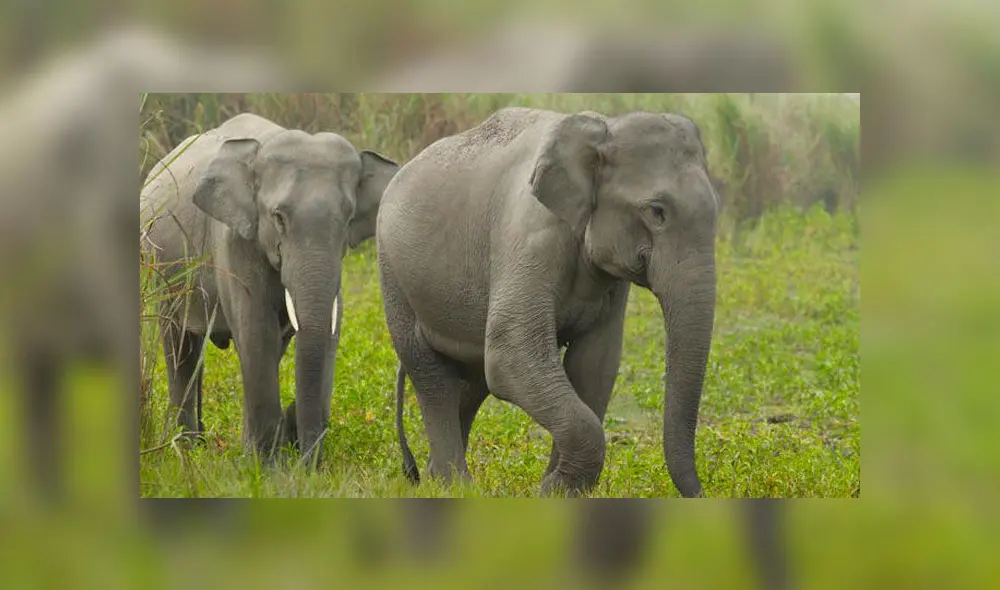 Dos elefantes murieron atropellados por un tren y pasajeros los despiden en un funeral [FOTOS]