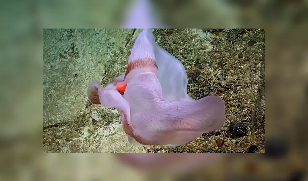 Investigadores de Estados Unidos compartieron en YouTube el video viral de la extraña criatura que adopta aterradoras apariencias.