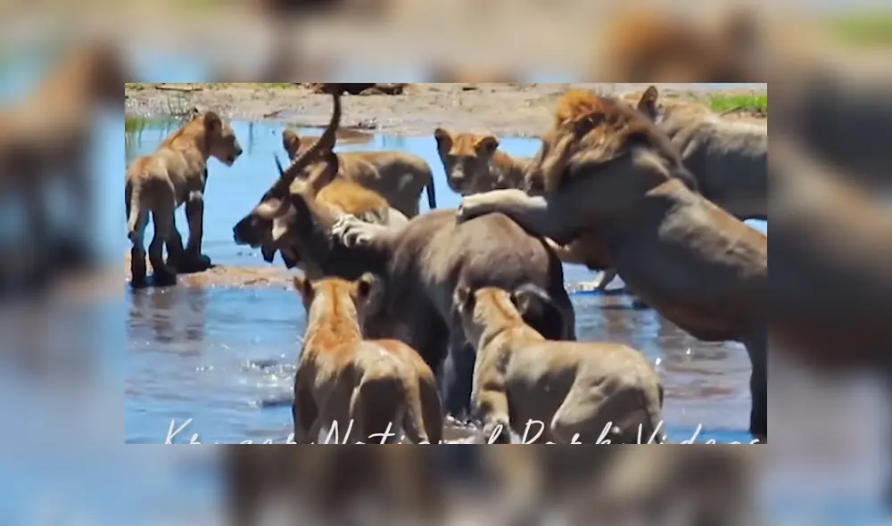 El 'macho alfa' de la manada se enfrentó al enorme cocodrilo que quería una parte de la presa. Vía Facebook. Foto: captura