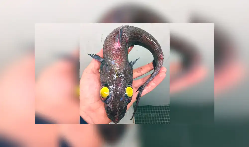 10 extrañas criaturas capturadas en el fondo del mar cuyo aspecto asusta a todos [FOTOS]