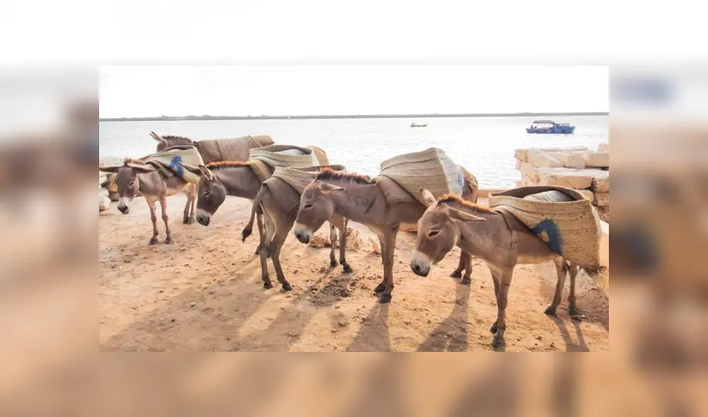 Mitad de la población de burros en riesgo de desaparecer por la elaboración del ‘ejiao’ Mitad de la población de burros en riesgo de desaparecer por la elaboración del ‘ejiao’