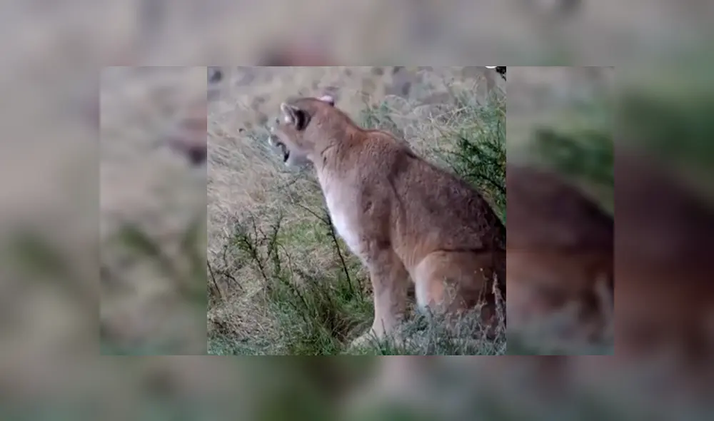 En Facebook, un sujeto grabó el momento exacto que un puma hembra llama a su pareja en medio del bosque.