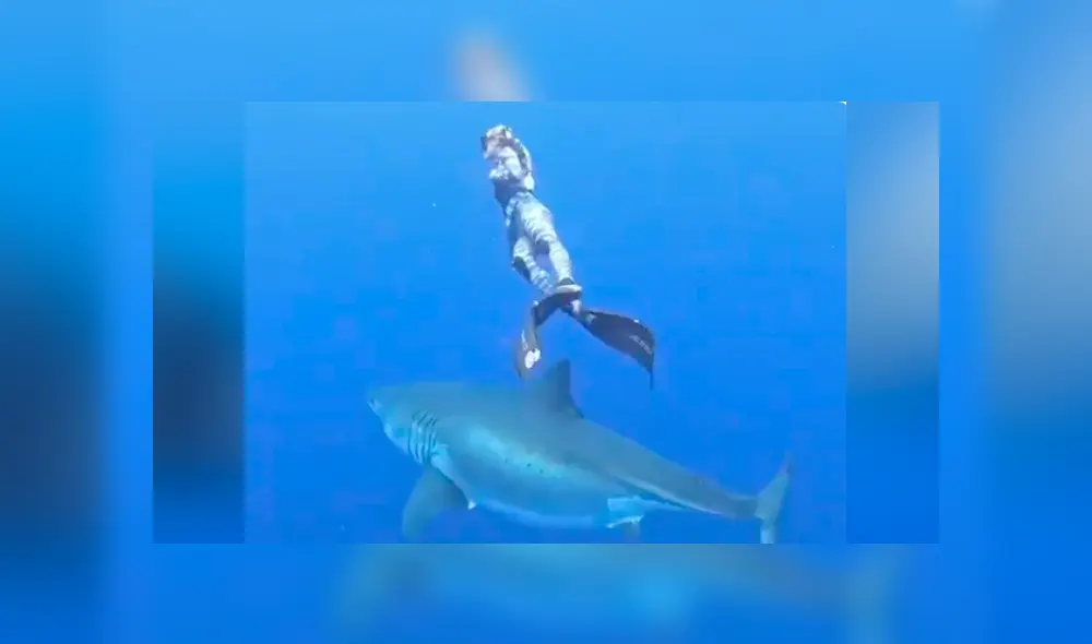 Desliza hacia la izquierda para ver el momento en que un tiburón nada al lado de un buzo en Estados Unidos. El video es viral en Facebook.