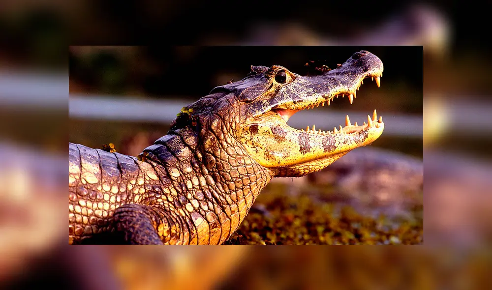 YouTube viral: final de la brutal pelea entre anaconda y cocodrilo deja en shock a usuarios [VIDEO]