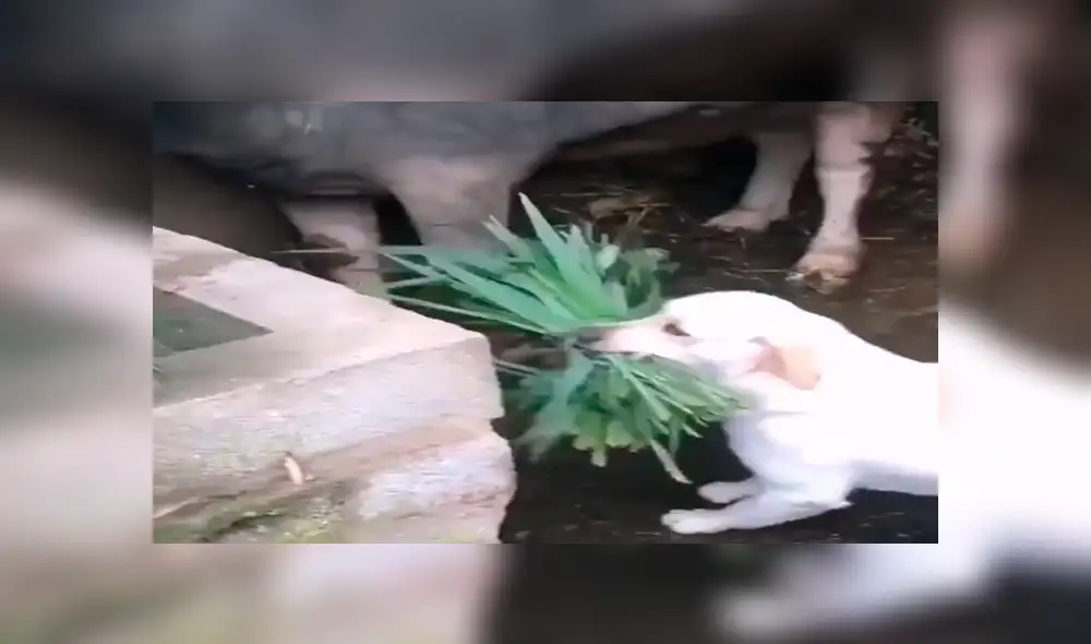 Facebook viral: perro alimenta a toros, luego de que su dueño sufriera accidente [VIDEO]