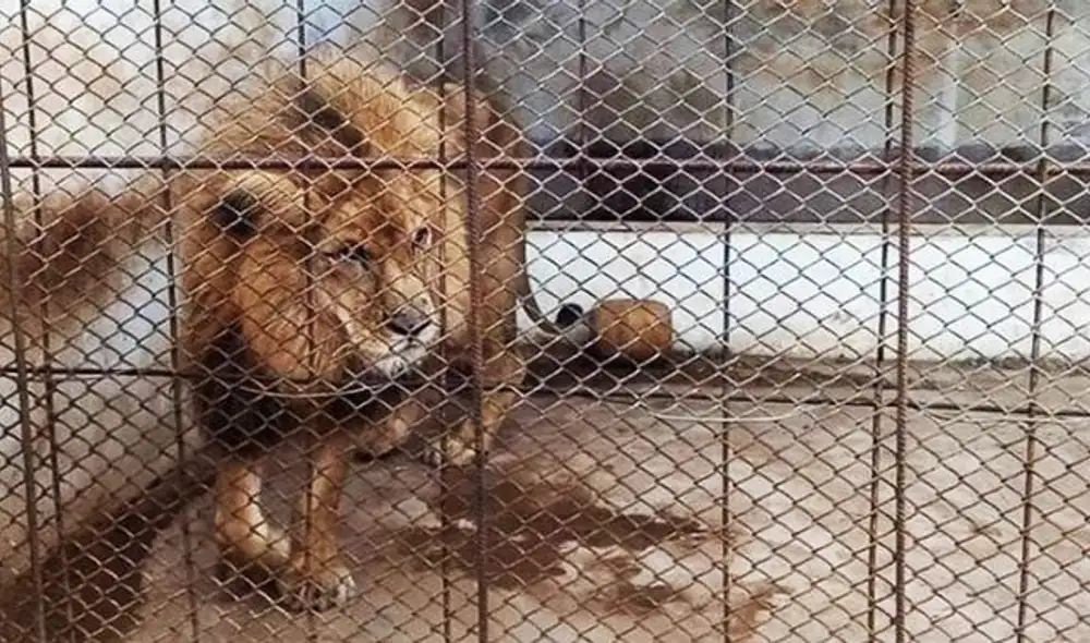 Aplicaron eutanasia a león africano, tras agravarse su estado de salud Aplicaron eutanasia a león africano, tras agravarse su estado de salud