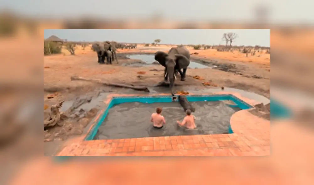 El elefante atacó en varias ocasiones a los valientes hombres que intentaron empujar al pequeño para que salga de la pileta. Foto: captura. El elefante atacó en varias ocasiones a los valientes hombres que intentaron empujar al pequeño para que salga de la pileta. Foto: captura.