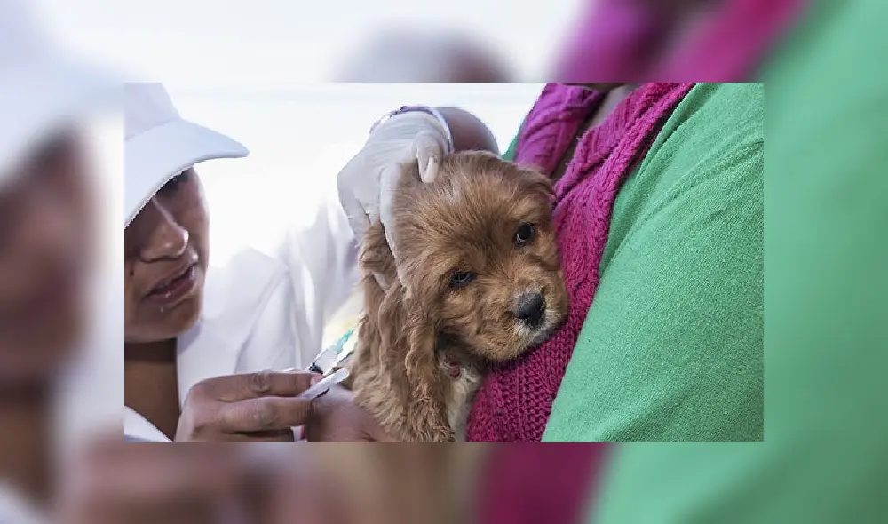 Los perros no son fuente de contangio del COVID-19, según la OMS. Foto: OPS.
