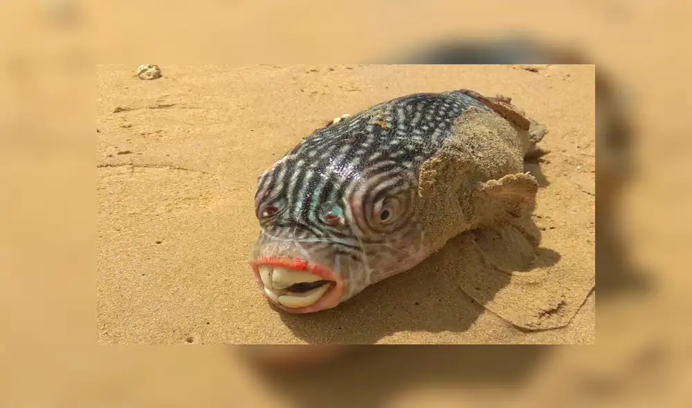 10 extrañas criaturas capturadas en el fondo del mar cuyo aspecto asusta a todos [FOTOS]
