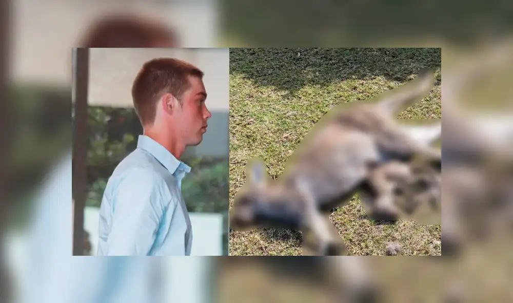 Joven que mató a 11 canguros afirma estar arrepentido tras hacer un voluntariado Joven que mató a 11 canguros afirma estar arrepentido tras hacer un voluntariado