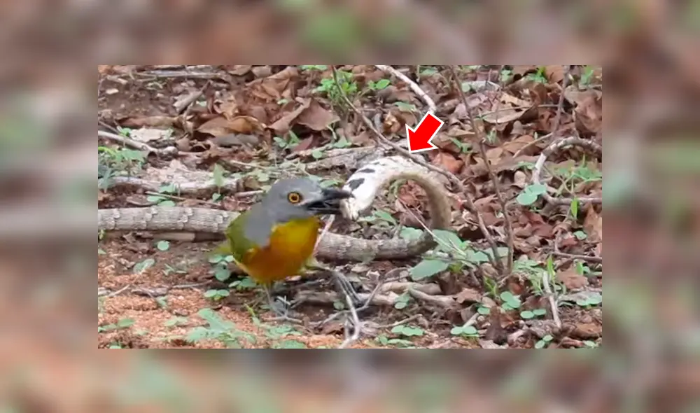 Serpiente finge su muerte para engañar a feroz madre pájaro y escapar de sus garras [VIDEO] 