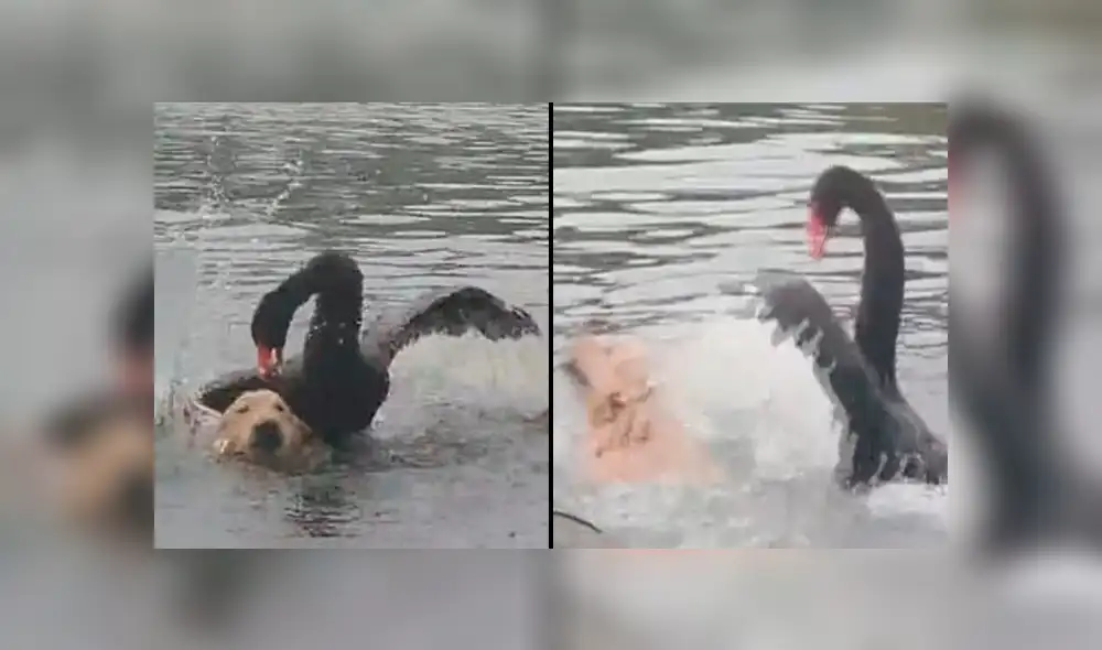 Feroz cisne ataca a perro que ingresó a lago para bañarse y casi lo ahoga [VIDEO] 