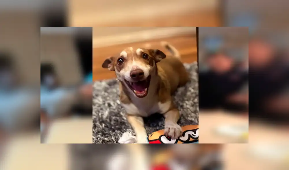 Desliza las imágenes para apreciar la conmovedora reacción del perro al notar la fiesta que organizó su familia.