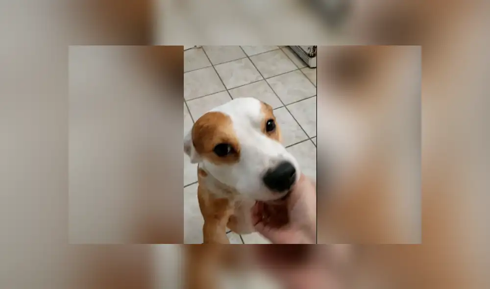 Facebook viral: intenta hacer sonreír a su perro y se lleva terrible susto Facebook viral: intenta hacer sonreír a su perro y se lleva terrible susto