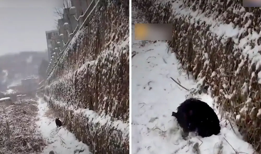 Desliza las imágenes para ver el rotundo cambio de la mascota rescatada durante un temporal de nieve. Foto: captura de YouTube Desliza las imágenes para ver el rotundo cambio de la mascota rescatada durante un temporal de nieve. Foto: captura de YouTube