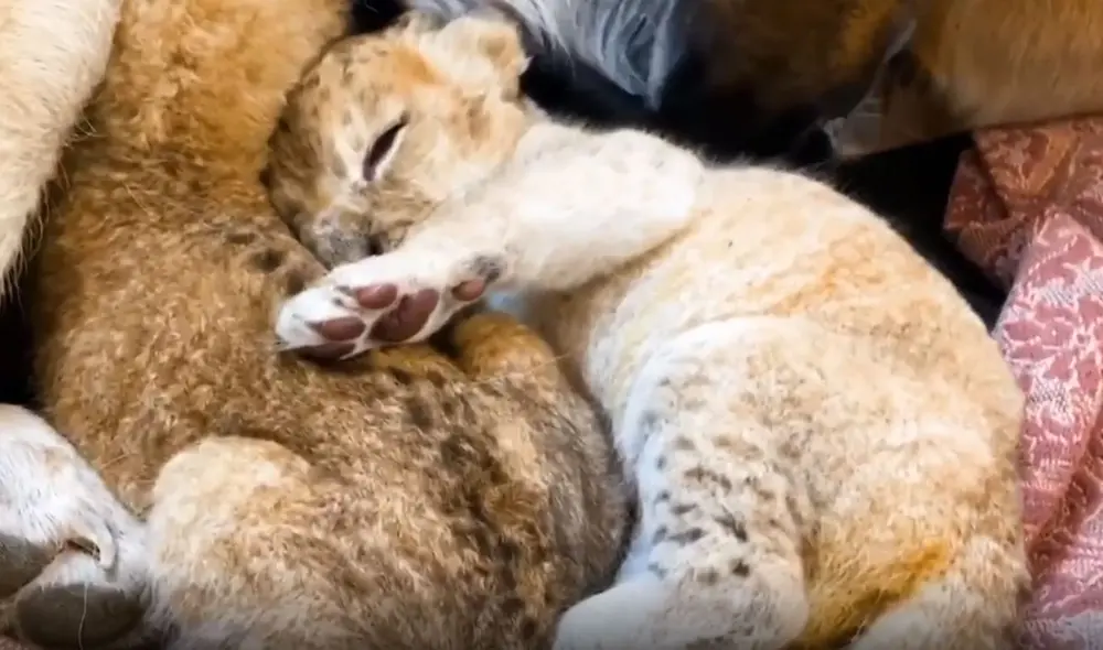 La perrita sorprendió al cuidar a los pequeños leones como si fueran sus propios cachorros. Foto: Instagram