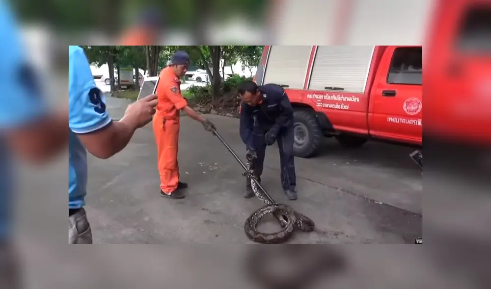 Alza bloque de cemento y en la basura halla enorme serpiente infestada de cucarachas [VIDEO] 