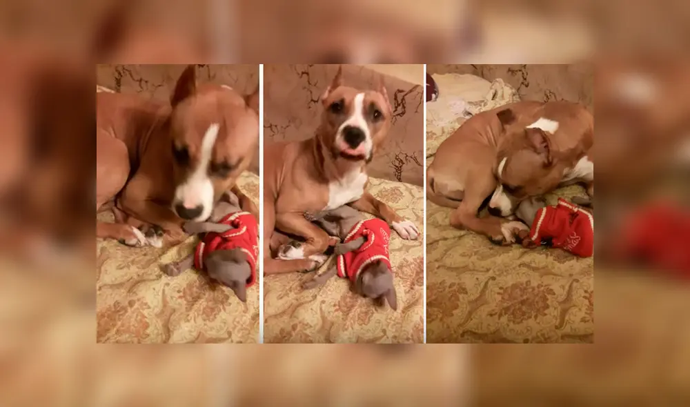 Desliza hacia la izquierda para ver la conmovedora reacción de los animales que se volvió viral en Facebook.