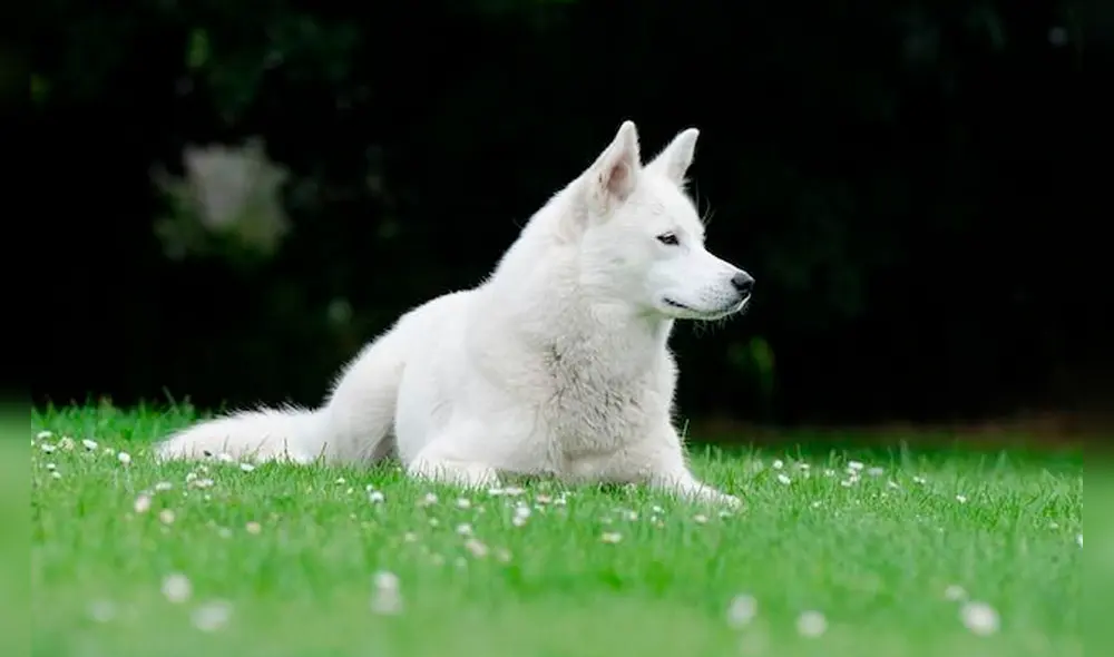 Perro conmueve a las redes sociales al cuidar a pacientes en veterinaria [FOTOS] 