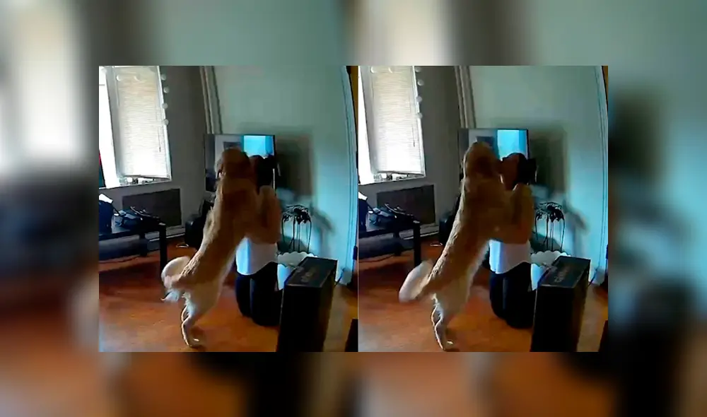 Desliza las imágenes para ver la dramática reacción que tuvo un perro al estar nuevamente junto a su dueña. Fotocaptura: @barkin_brothers Desliza las imágenes para ver la dramática reacción que tuvo un perro al estar nuevamente junto a su dueña. Fotocaptura: @barkin_brothers